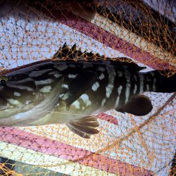 和歌山市江(吉丸渡船)で磯夜釣り