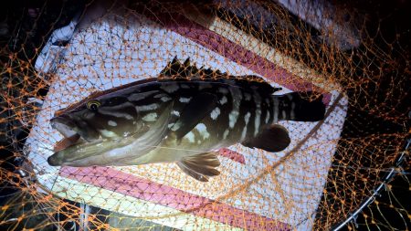 和歌山市江（吉丸渡船）で磯夜釣り