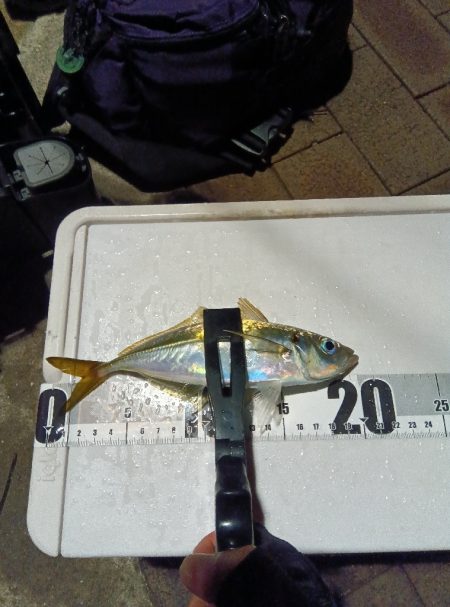 遠征釣りキャンプ