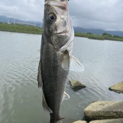清武川　ルアー釣り