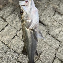 広島河川シーバス