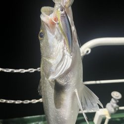 大在沖　シーバス