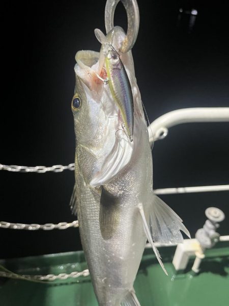 大在沖　シーバス