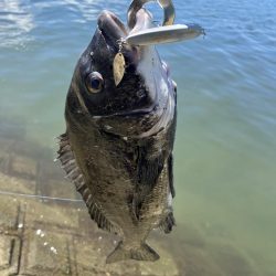 シャルダス20炸裂