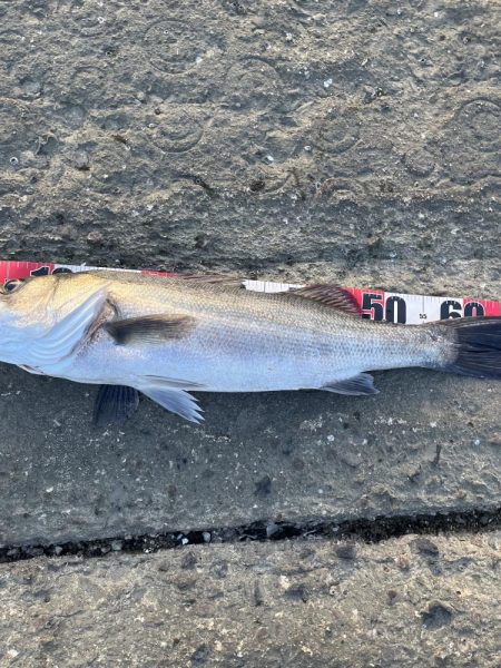 河口でチニングしてたらスズキ