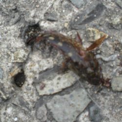 久しぶりの投稿です。