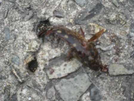 久しぶりの投稿です。