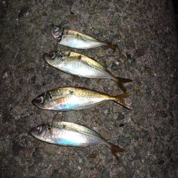 今日もアジング