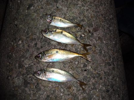 今日もアジング