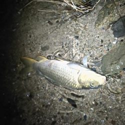 大和川下流でうなぎ釣り