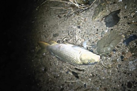 大和川下流でうなぎ釣り