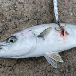 青物大漁発生！