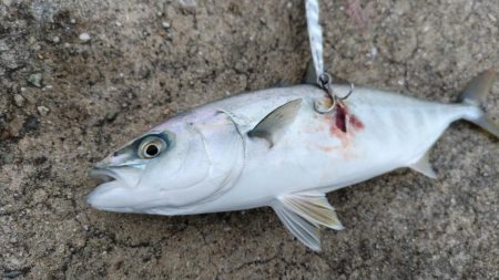 青物大漁発生！