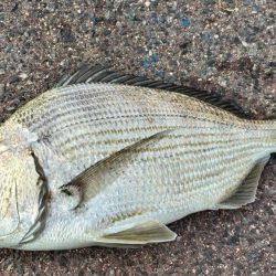 今の海がおかしい。ここでこんな魚が~?