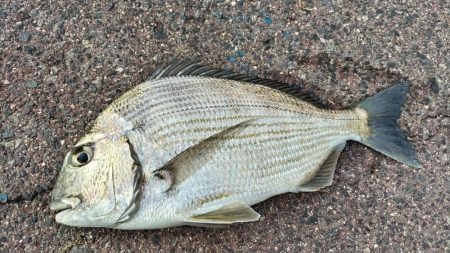 今の海がおかしい。ここでこんな魚が~?