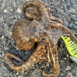 渋くても釣れるんです。