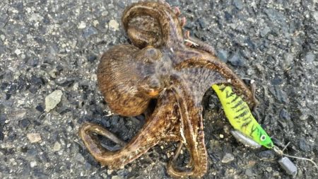 渋くても釣れるんです。