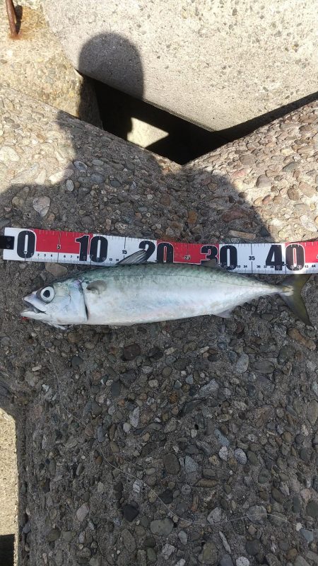 ツバス・ハマチハ何処に？