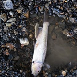 今年初のケタバス釣行