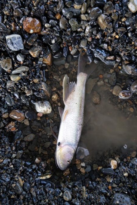 今年初のケタバス釣行