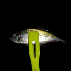 今日もりんくうへアジング