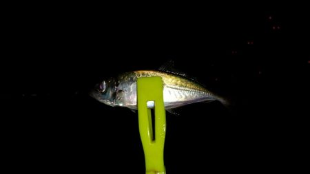 今日もりんくうへアジング