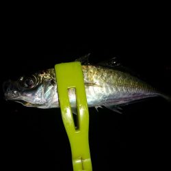 タコを釣ろうと思ったのですが、釣ろうとすると釣れない(^_^;)