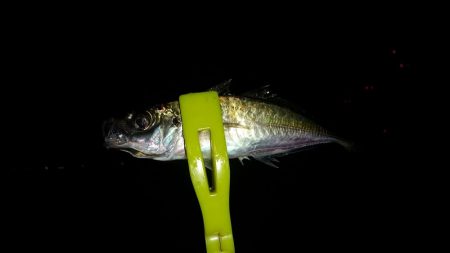 タコを釣ろうと思ったのですが、釣ろうとすると釣れない(^_^;)