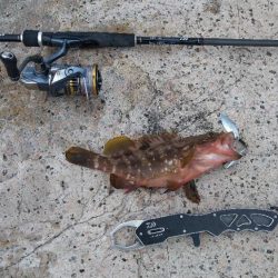 綺麗な海でキジハタゲット！