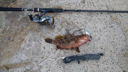 綺麗な海でキジハタゲット！