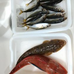 久々のオフショア