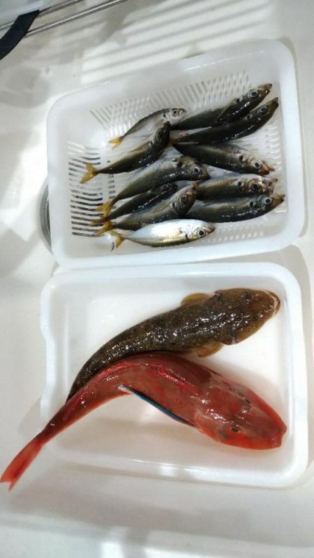 久々のオフショア