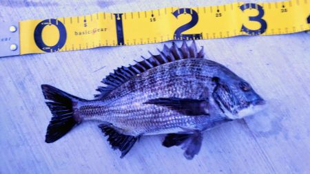 南芦屋浜グレ探検隊