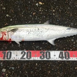 ようやくサゴシくんに出会えた