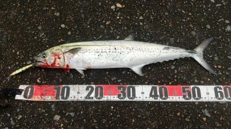 ようやくサゴシくんに出会えた