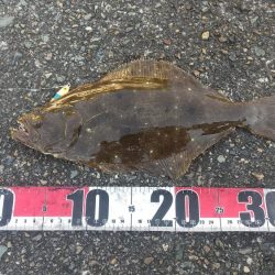 ヒラメ釣れましたぁ