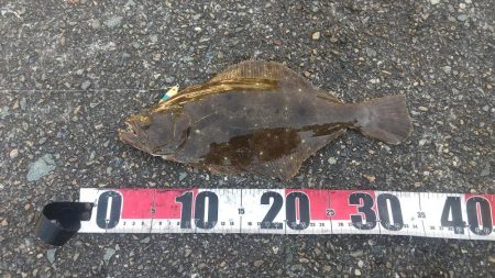 ヒラメ釣れましたぁ