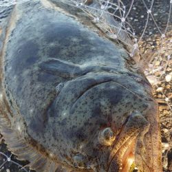 フラットフィッシュ釣行