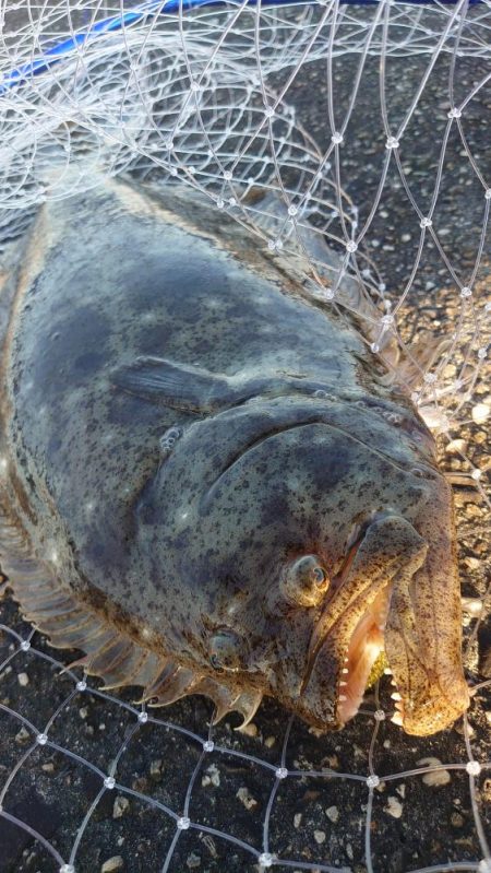 フラットフィッシュ釣行