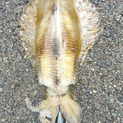 #アオリイカ　2.105Kg  1.2Kg