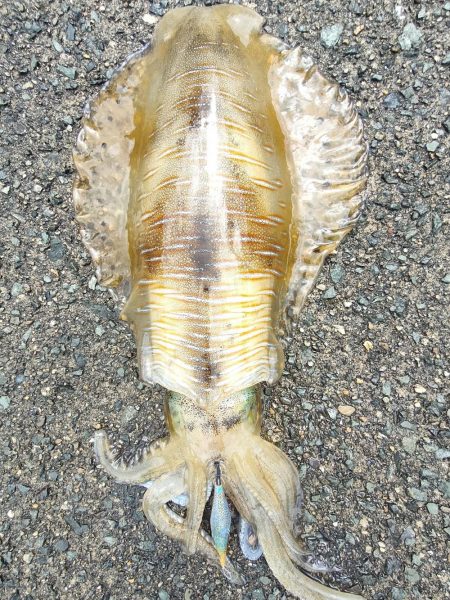 #アオリイカ　2.105Kg  1.2Kg