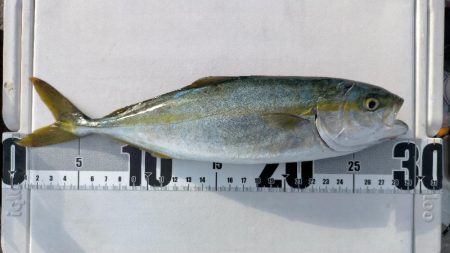 夜アジからの朝マヅメ