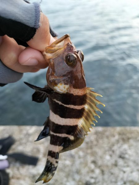 可愛いアオハタ