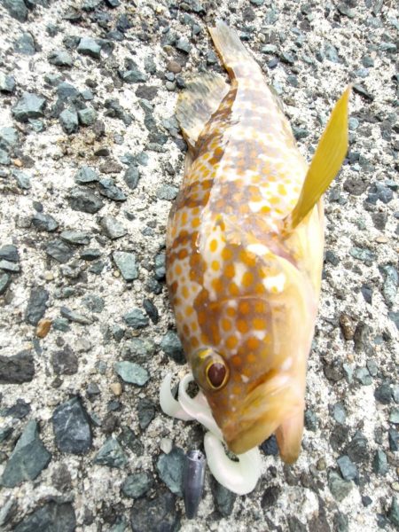 アコウ　ガシラ