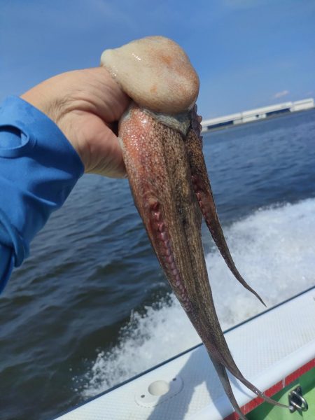 エギタコ釣り（えさ政さんより）