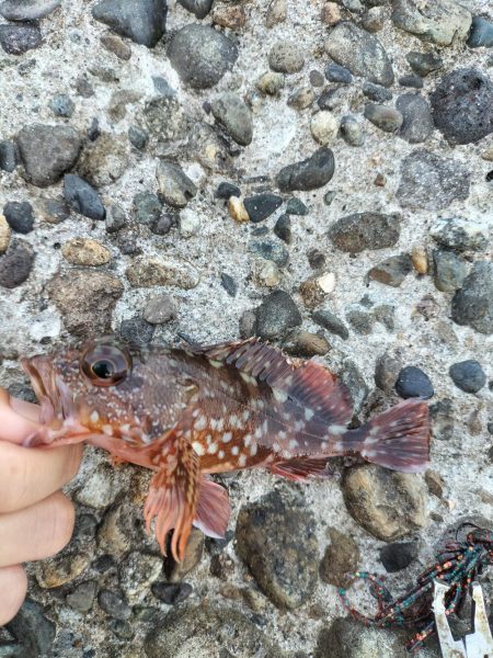 癒しのガッシー