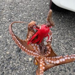 タコ　ランガン