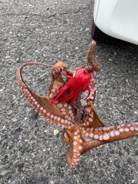 タコ　ランガン