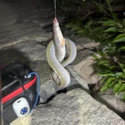 ★★初めての天然ウナギ釣り★★