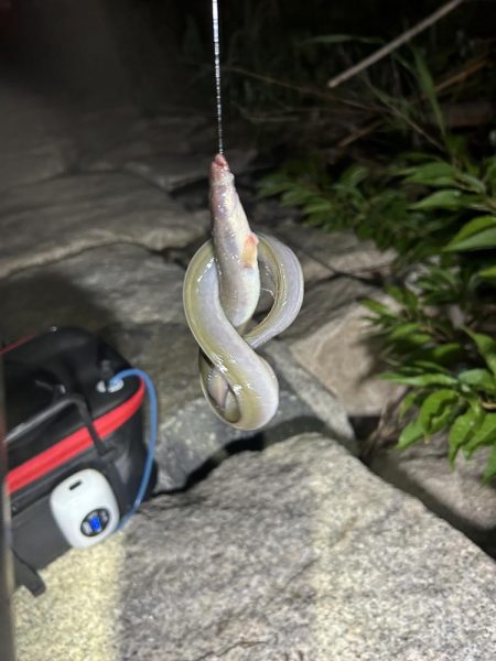 ★★初めての天然ウナギ釣り★★